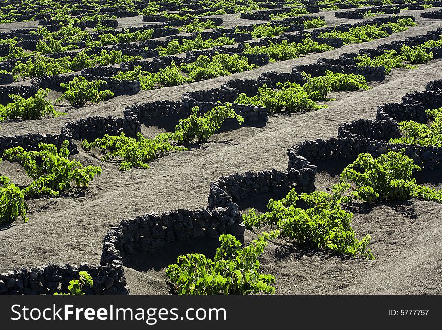 Vineyards with typical lava rock walls at La Geria, Lanzarote. Vineyards with typical lava rock walls at La Geria, Lanzarote