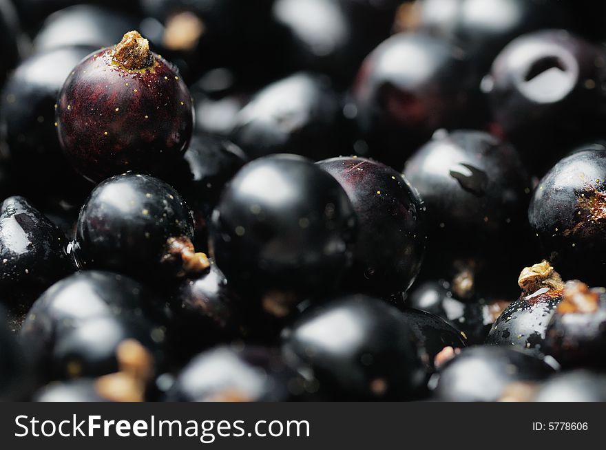 Black currants. Narrow depth of field. Close-up.