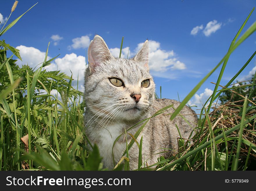 Cat in quest of mining. On background blue sky with cloud