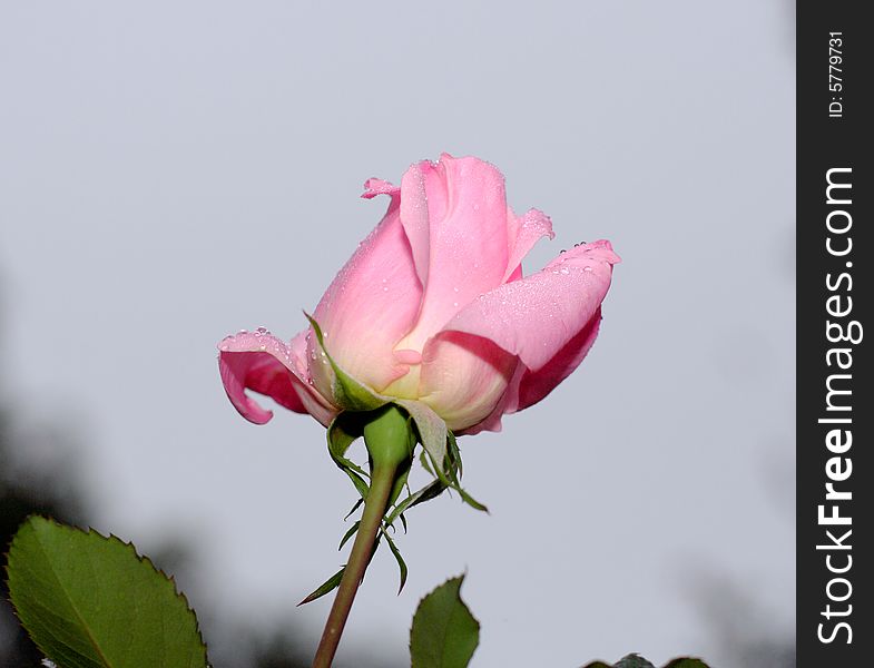 Pink rose just opening against a gray cloudy sky after rain