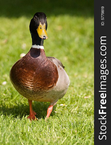 Duck walking in a grass