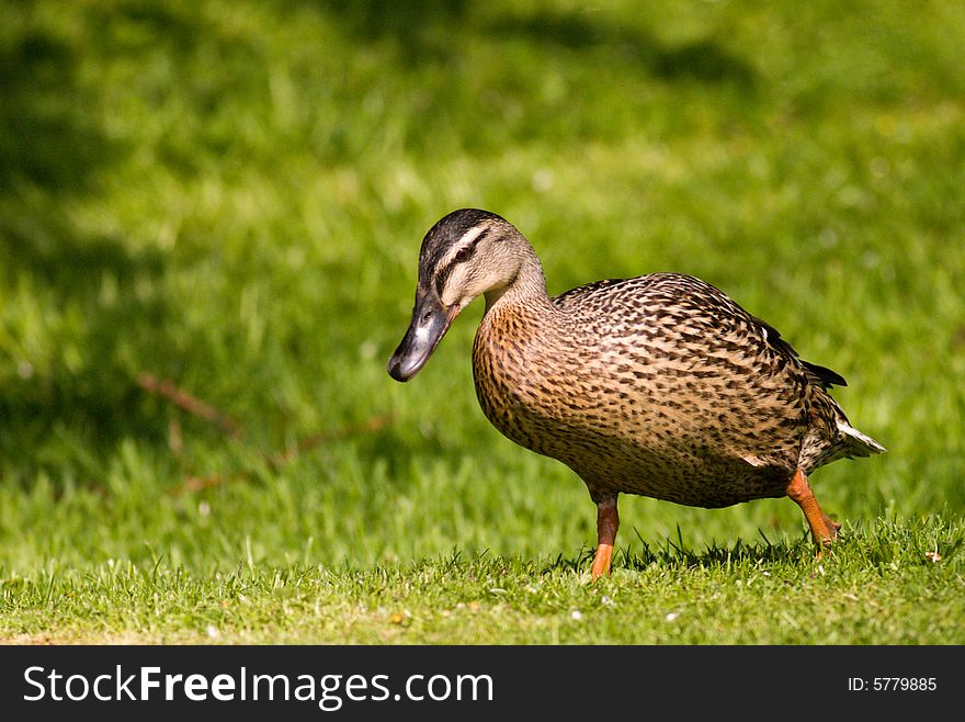 Duck walking in a grass