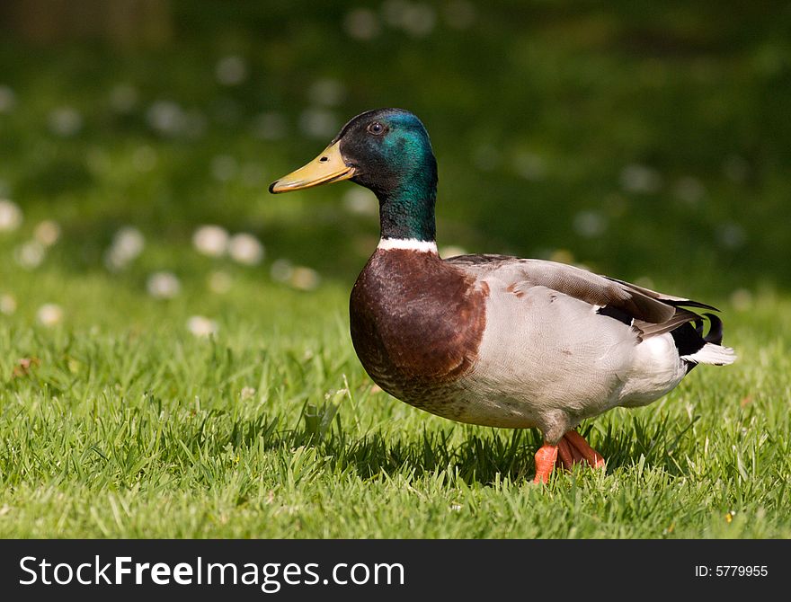 Duck walking in a grass