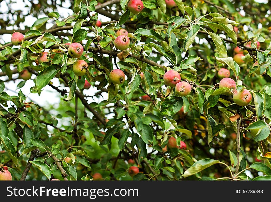 Red apples growing on the tree