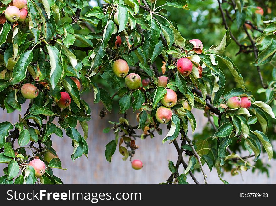 Red apples growing on the tree