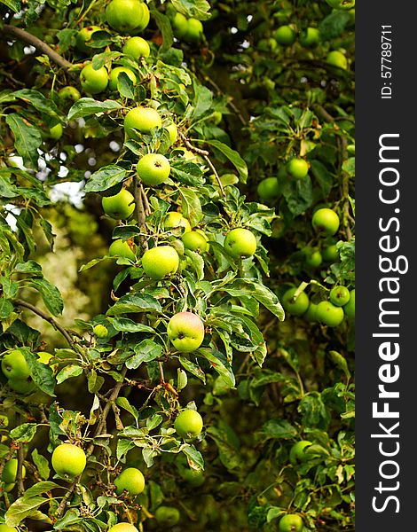 Green apples growing on the tree