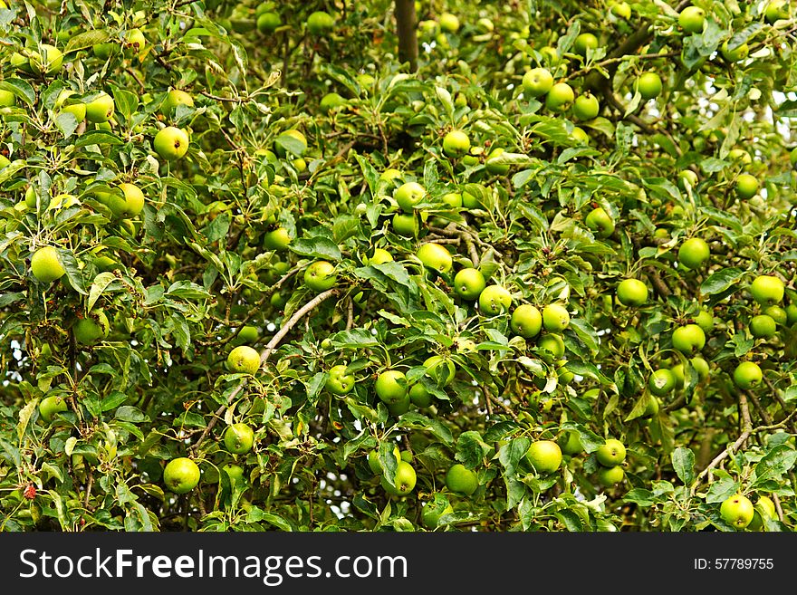 Green apples growing on the tree