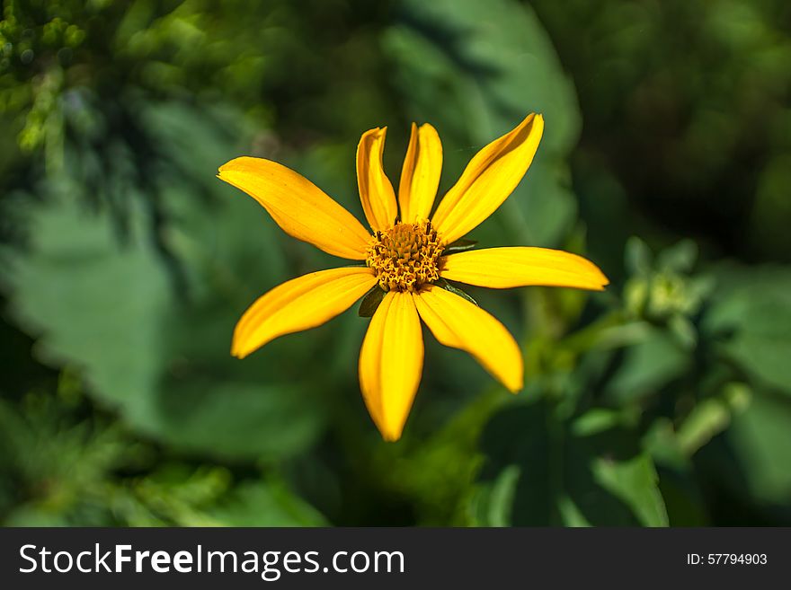 Single yellow flower helianthus tuberosus