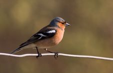 Chaffinch Royalty Free Stock Photography
