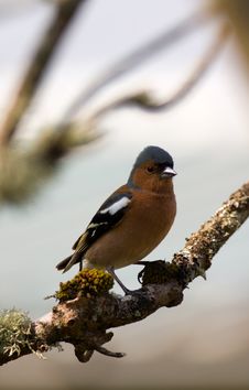 Chaffinch Royalty Free Stock Image
