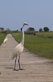 Great Egret (ardea Alba) Stock Photos Great Egret (ardea Alba) Stock Photos