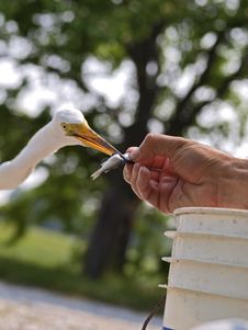 Great Egret (ardea Alba) Royalty Free Stock Photography Great Egret (ardea Alba) Royalty Free Stock Photography