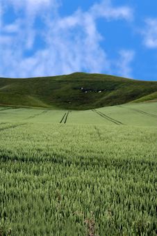 Green Field And Blue Sky Stock Image