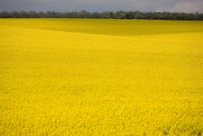 Yellow Field Stock Photo Yellow Field Stock Photo