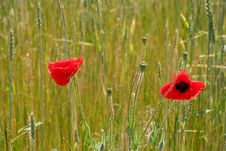Two Red Poppies Royalty Free Stock Photos Two Red Poppies Royalty Free Stock Photos