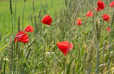 Red Poppies And Green Field Stock Photos Red Poppies And Green Field Stock Photos