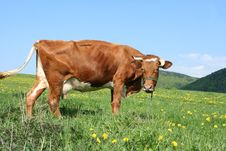 Cow In Pasture Stock Image