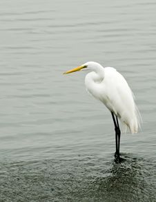 A Great White Egret Stock Images A Great White Egret Stock Images