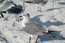 Seagulls At Beach Royalty Free Stock Photos Seagulls At Beach Royalty Free Stock Photos