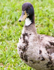 Duck On The Grass. Stock Photography