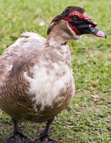 Closeup Of A Muscovy Duck. Royalty Free Stock Photography
