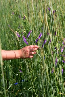 Male Hand Touching Wildflowers Royalty Free Stock Image