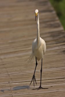 Great Egret (ardea Alba) Stock Photos Great Egret (ardea Alba) Stock Photos