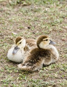 Ducklings. Stock Photo Ducklings. Stock Photo