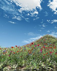 Field Of Flowers Stock Image Field Of Flowers Stock Image