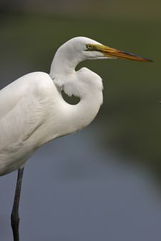 Great Egret (ardea Alba) Stock Image Great Egret (ardea Alba) Stock Image