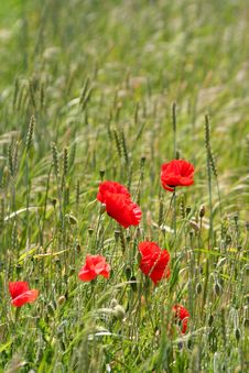Red Poppies And Green Field Royalty Free Stock Photos Red Poppies And Green Field Royalty Free Stock Photos