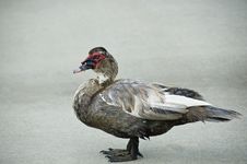 Duck Standing On The Sidewalk. Stock Images