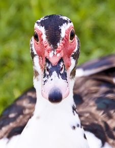 Close Up Muscovy Duck. Stock Photo