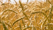 Wheat Stock Image Wheat Stock Image