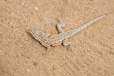 Lizard Stock Images Lizard Stock Images