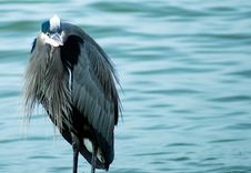 Heron Royalty Free Stock Photography Heron Royalty Free Stock Photography