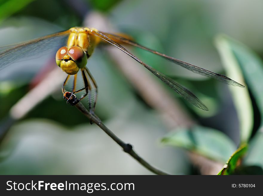 Yellow dragonfly on the branch. Narrow depth of field. Yellow dragonfly on the branch. Narrow depth of field.