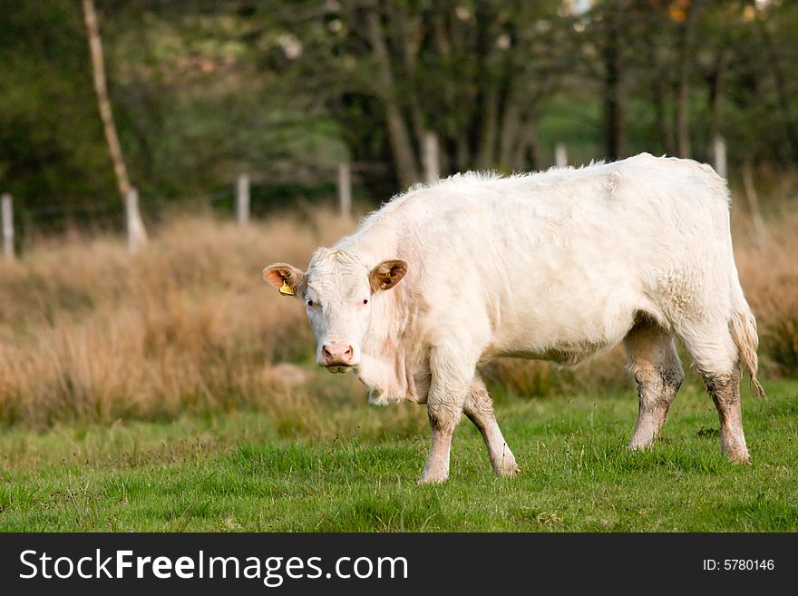 Bull - in sunset light. Shot in Scotland.