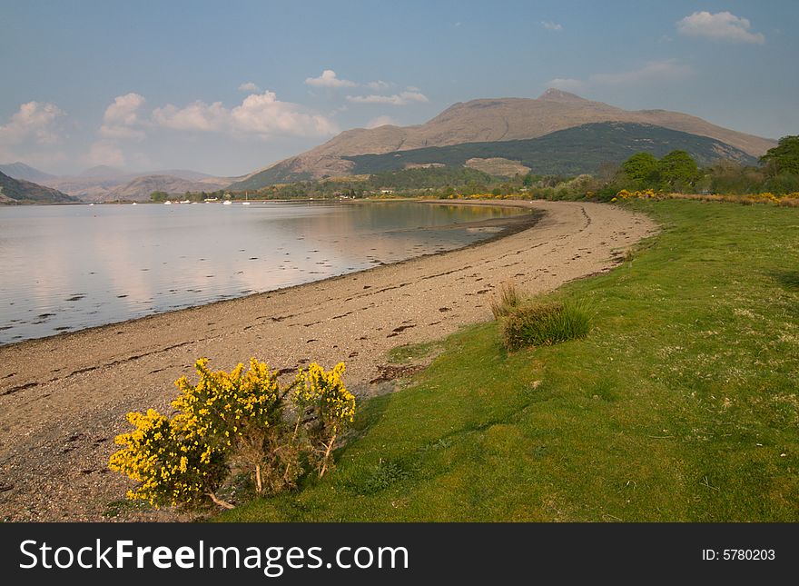 Loch Awe, beach and bush with yellow flowers