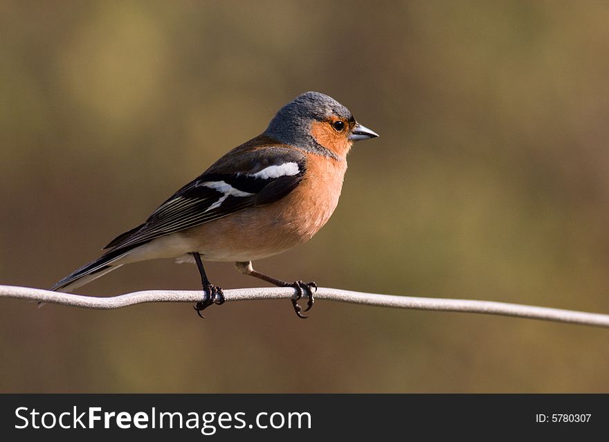 Chaffinch sitting on a wire