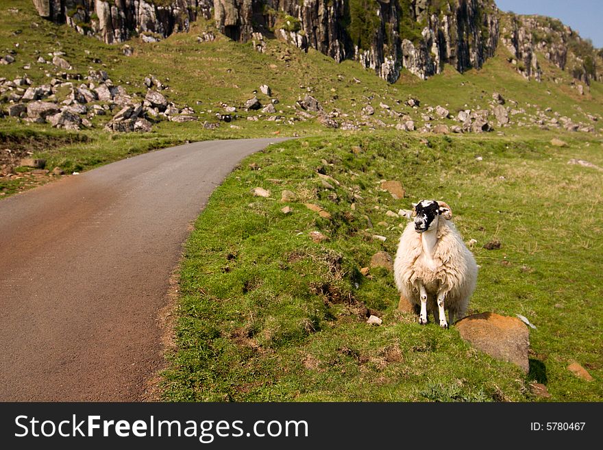 Sheep standing near a road. Sheep standing near a road