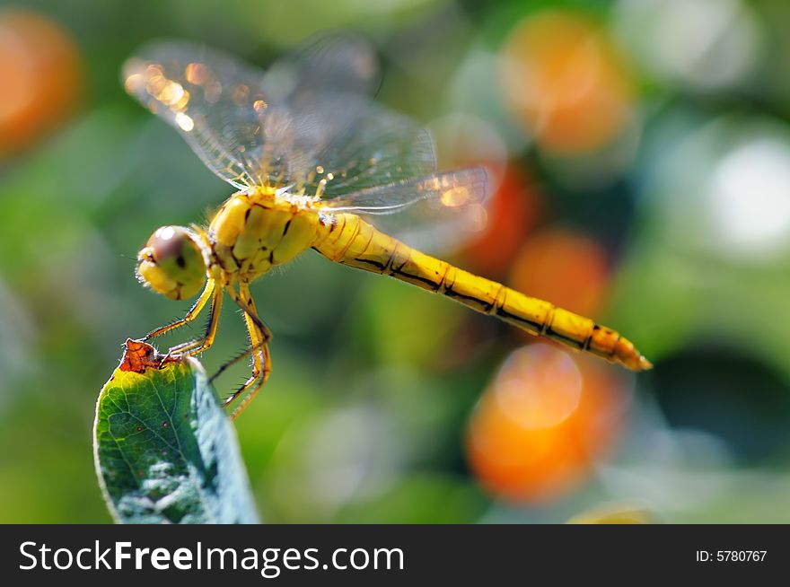 Yellow dragonfly on the branch. Narrow depth of field. Yellow dragonfly on the branch. Narrow depth of field.