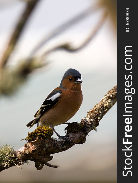 Chaffinch sitting on a branch