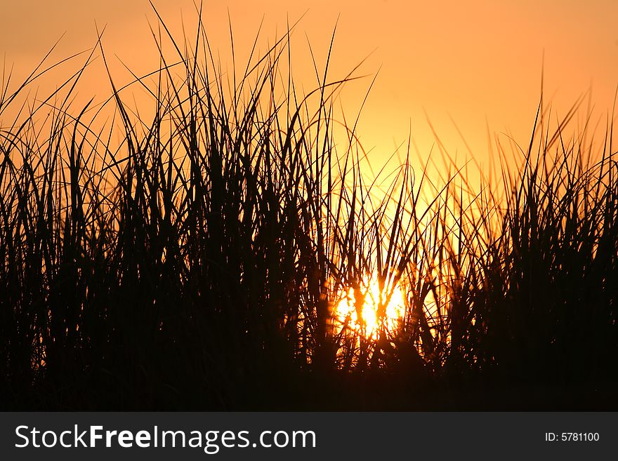 Orange graphic sunset of dry seashore grasses against a hot colorful morning sunrise. Global warming concept. Seashore image. Orange graphic sunset of dry seashore grasses against a hot colorful morning sunrise. Global warming concept. Seashore image.