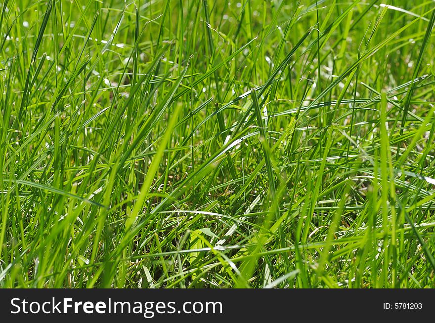 Green grass in the field. Close-up. Narrow depth of field. Green grass in the field. Close-up. Narrow depth of field.