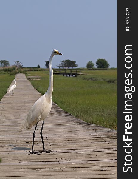Great Egret (ardea alba) on boardwalk in wildlife refuge