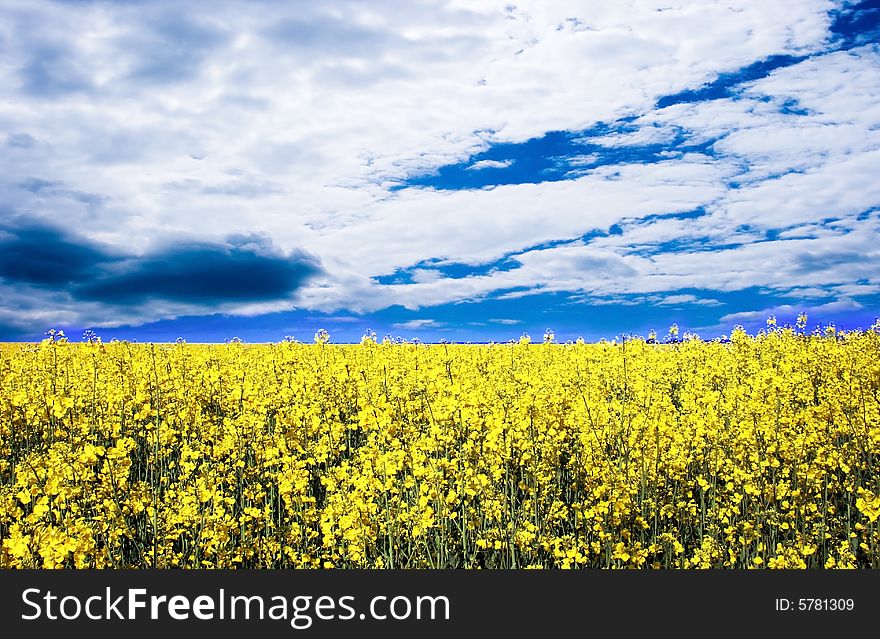 Meadow With Yellow Flowers