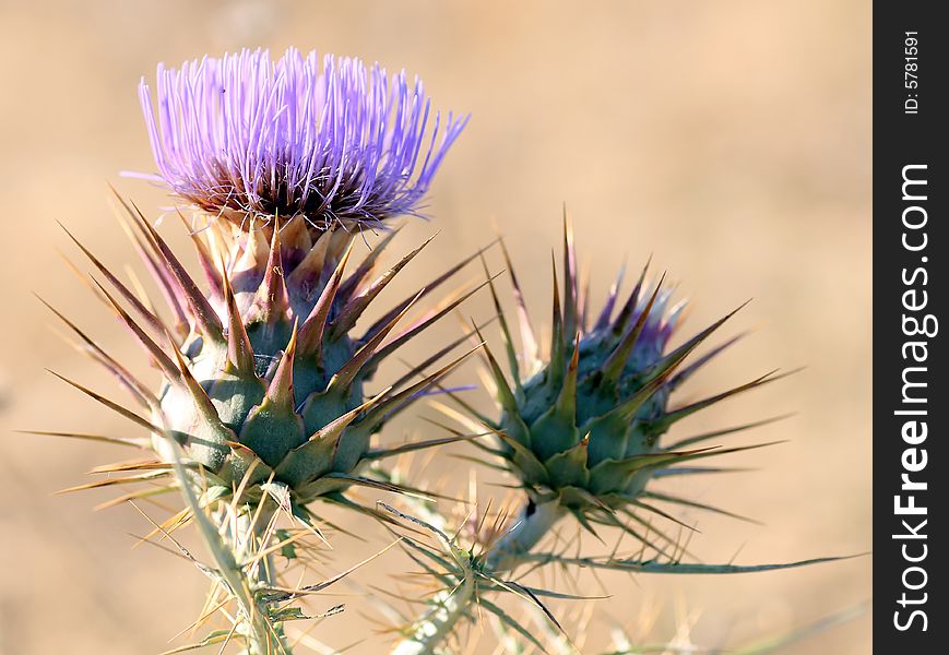 Close up view of a cotton thistle cat flower, over a golden sun.