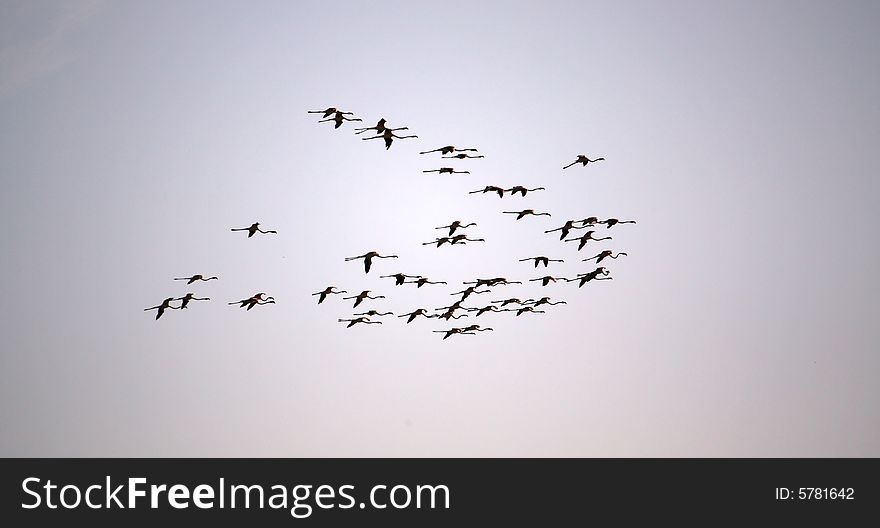 Bunch of flamingos on flight over a dusky sky. Bunch of flamingos on flight over a dusky sky.