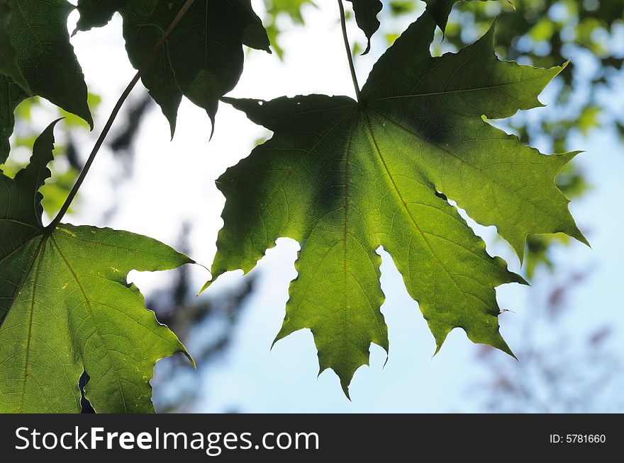 Green maple leaves in the park. Green maple leaves in the park.